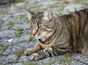 Air Halsband für Katzen und Hunde